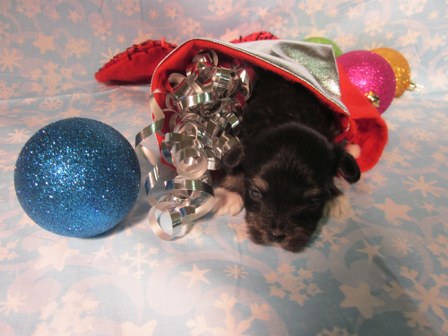 havanese-puppies